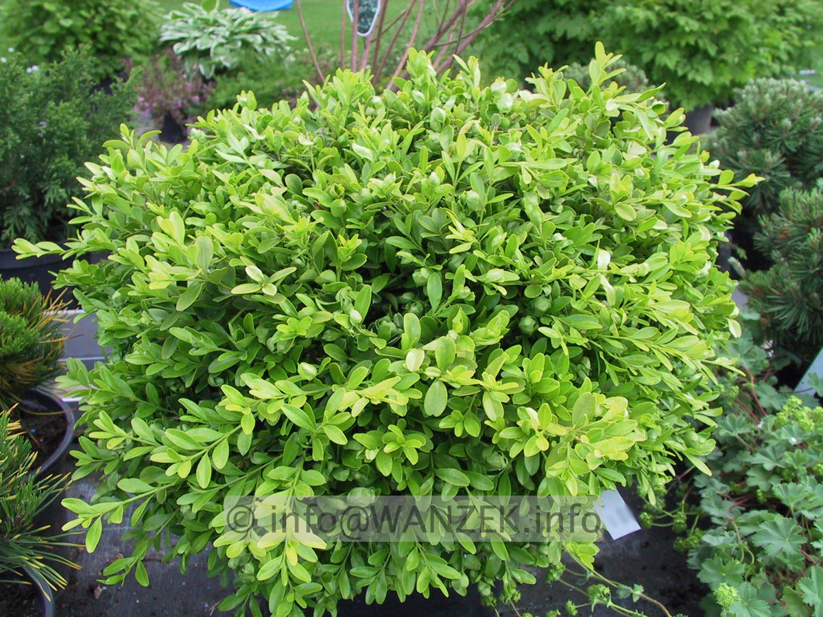 Buxus sempervirens Herrenhausen.JPG